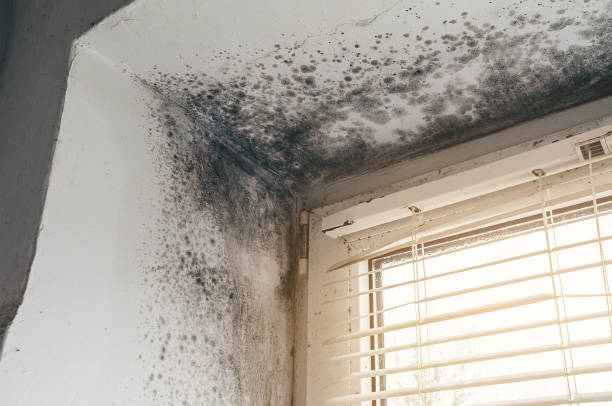 Affordable Mold Cleanup solutions in Nottingham, PA